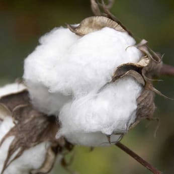 Long-staple cotton - raw