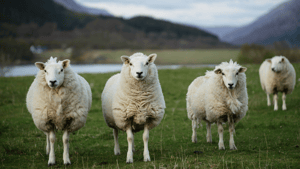 Sheep grazing producing fluffy wool