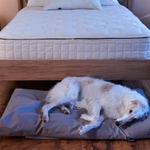 Naturepedic Organic Pet Bed with Washable Waterproof Cover